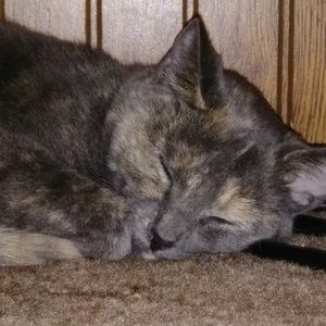 Meet your Posher, Paula